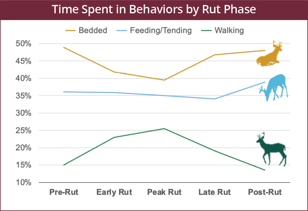 A buck’s movement behavior changes by phase of the rut. The time spent in each movement behavior is: Pre Rut – Bedded 49%, Feeding/Tending 36%, Walking 15%; Early Rut – Bedded 42%, Feeding/Tending 36%, Walking 23%; Peak Rut – Bedded 39%, Feeding/Tending 35%, Walking 26%; Late Rut – Bedded 47%, Feeding/Tending 34%, Walking 20%; Post Rut – Bedded 48%, Feeding/Tending 39%, Walking 13%