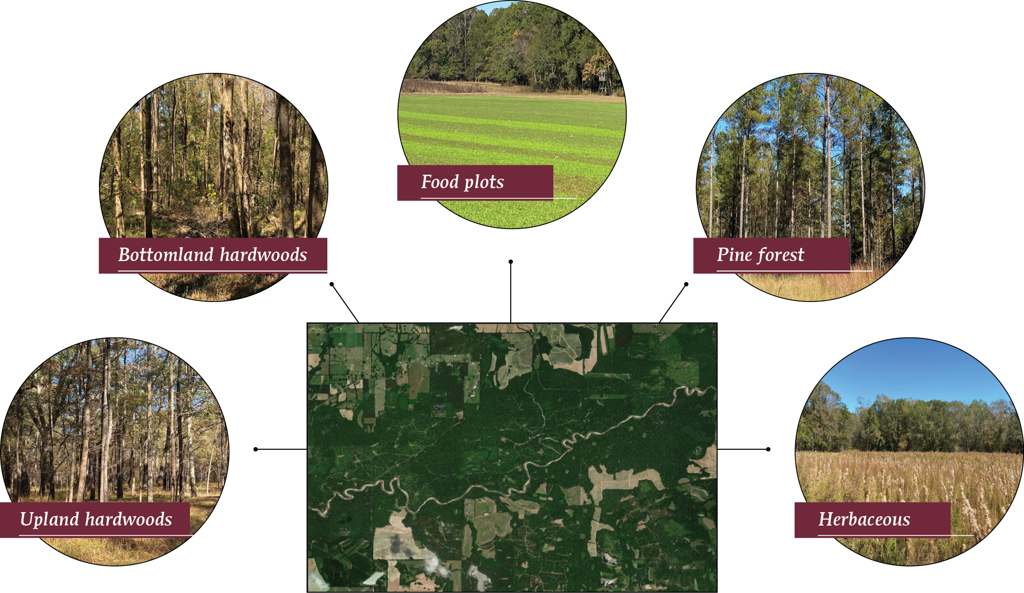 The study area included upland hardwoods, bottomland hardwoods, food plots, pine forests, and herbaceous areas. These are described in text on page 5.