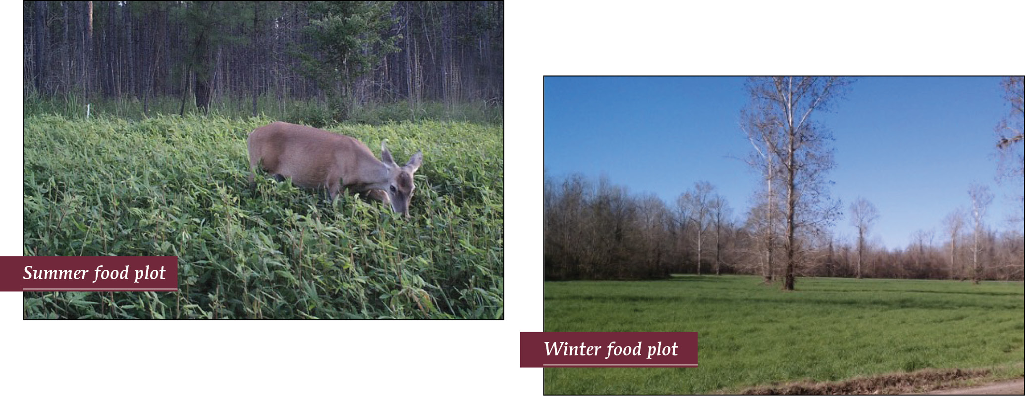 Figure 2A. A deer is foraging in a field of agronomic plants. Figure 2B. An open area with green grass and leafless trees in the background.
