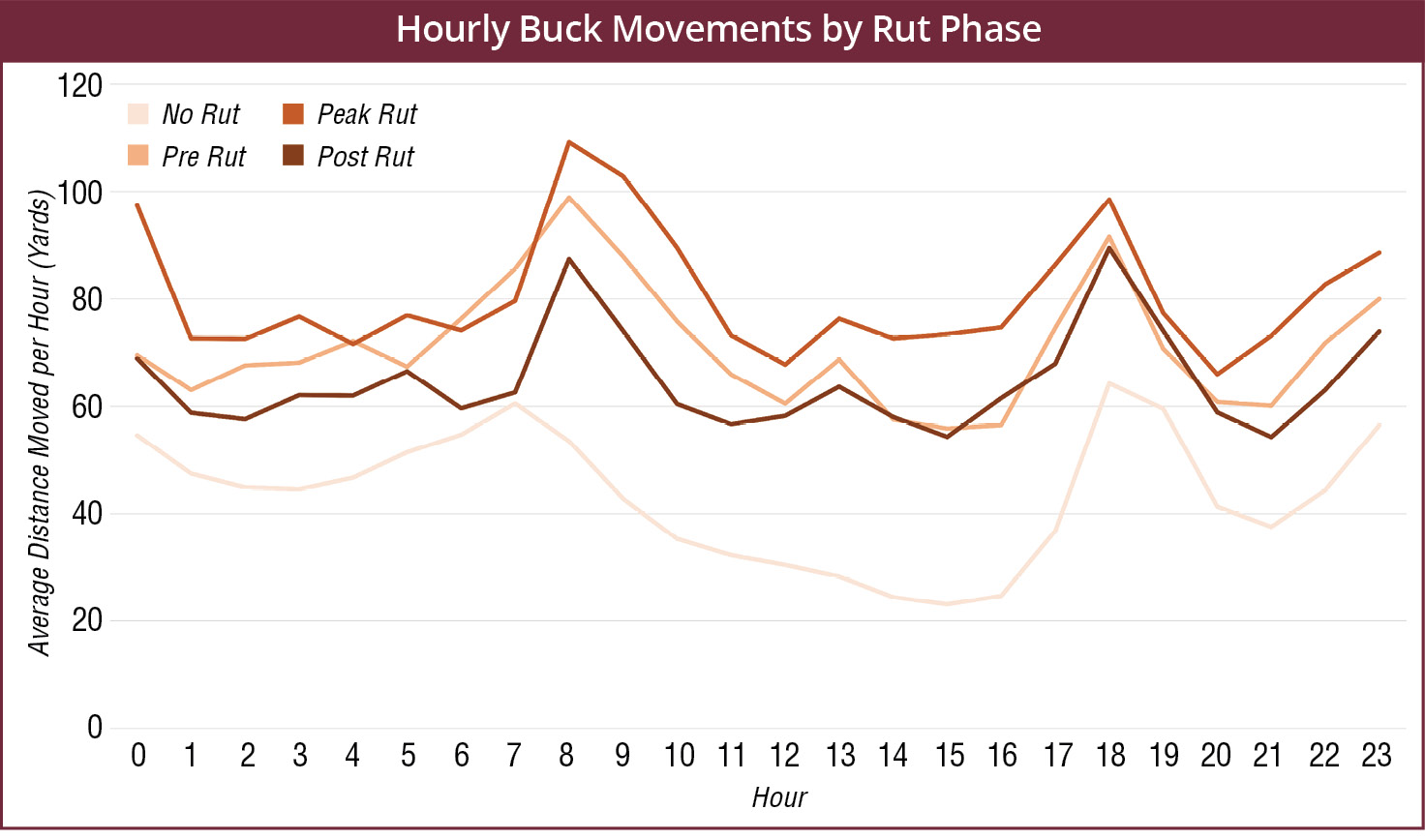 Hourly movement rates by bucks peaks at sunrise and sunset. The phase of the rut also influences these movement rates. At sunrise and sunset, movement is greatest during the peak of the rut. 