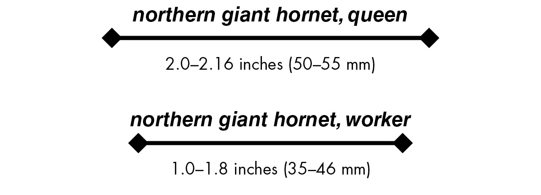 northern giant hornet, queen 2.0–2.16 inches (50–55 mm) northern giant hornet, worker1.0–1.8 inches (35–46 mm)