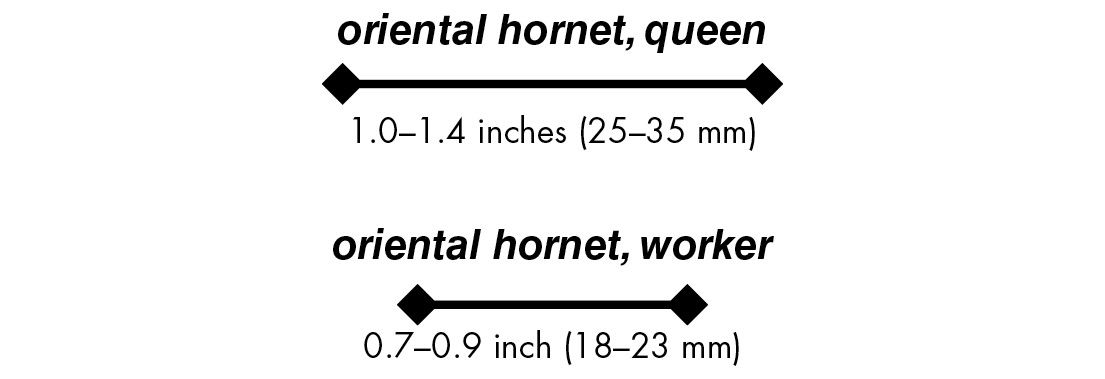 oriental hornet, queen 1.0–1.4 inches (25–35 mm) oriental hornet, worker 0.7–0.9 inch (18–23 mm)