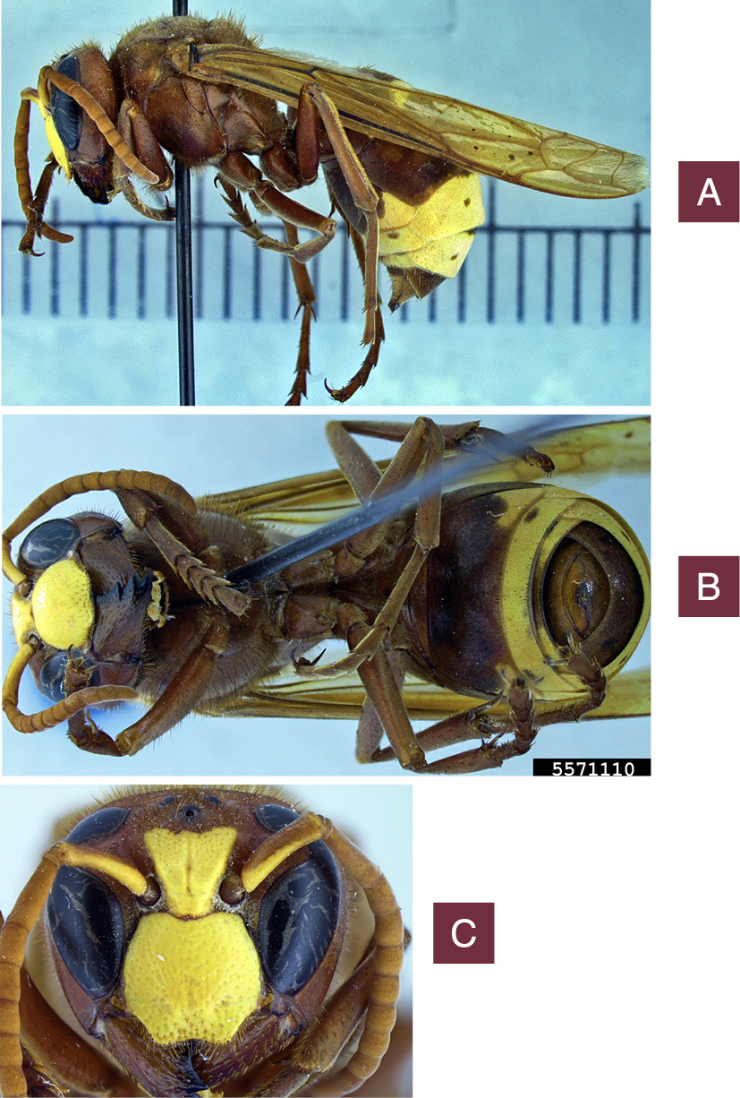 Close-up, side profile of a pinned oriental hornet specimen. The underside of an oriental hornet specimen. Close-up of an oriental hornet’s face and antennae.