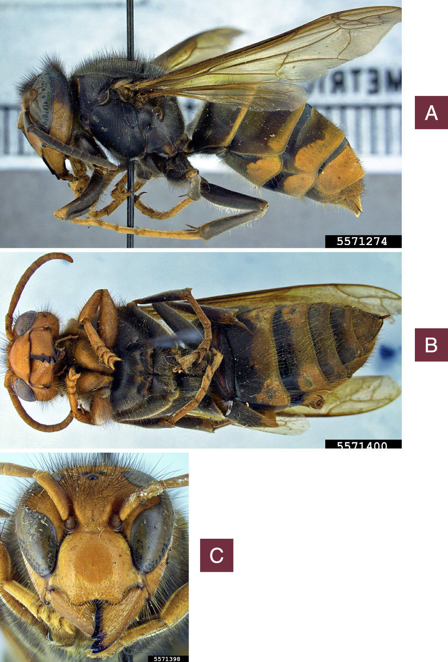 Close-up, side profile of a pinned yellow-legged hornet specimen. The underside of a yellow-legged hornet specimen. Close-up of a yellow-legged hornet’s face and antennae.