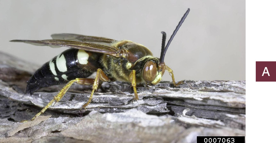 A cicada killer resting on tree bark.
