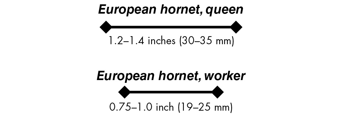 European hornet, queen 1.2–1.4 inches (30–35 mm)European hornet, worker 0.75–1.0 inch (19–25 mm)