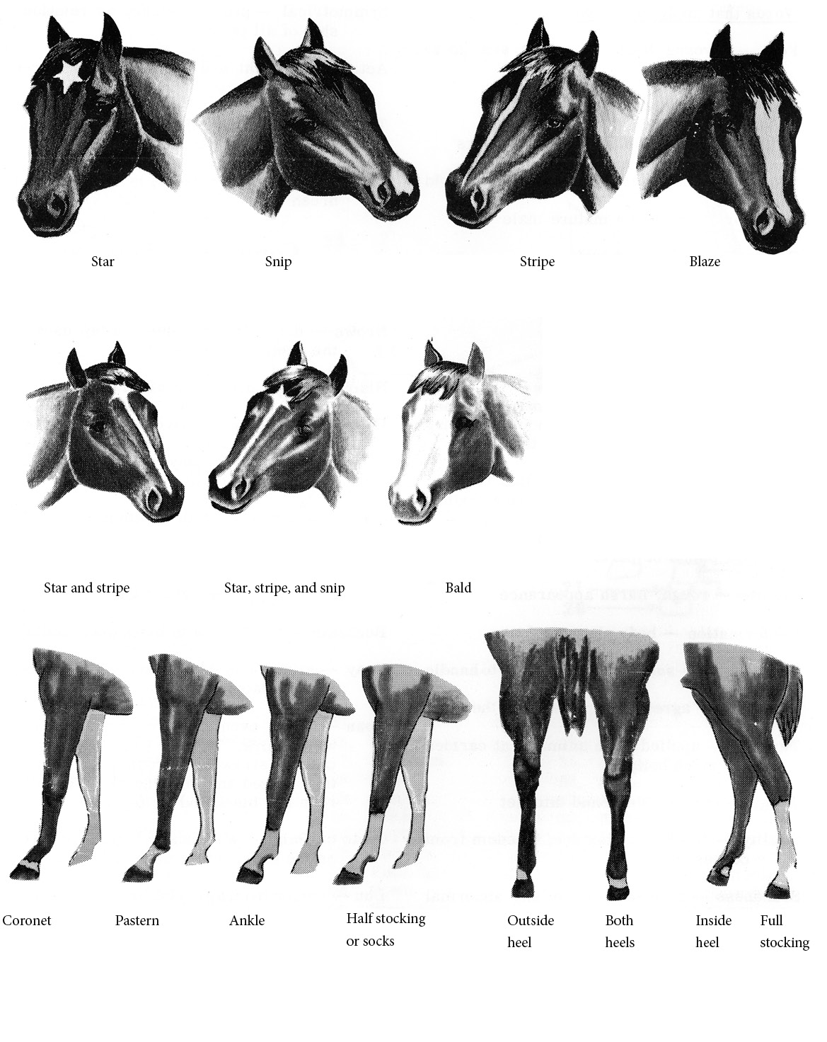 Drawings of horse heads show different color markings. Star is a white star shape on the forehead just above the eyes. Snip is a white splotch between the nostrils. Stripe is a thin, white stripe that goes from the top of the forehead to between the nostrils. Blaze is a thick, white stripe from the top of the forehead to between the nostrils. Star and stripe is a white star on the forehead with a thin, white stripe coming down to between the nostrils. Star, stripe, and snip is the same as star and stripe, but the end of the stripe between the nostrils has a white blotch. Bald is white hair on all of the space between the eyes, down the front of the face, and onto the nostrils.Drawings of horse legs show different markings. Coronet is a thin, white band just above the foot. In pastern, the band extends to just under the ankle. In ankle, the white band goes up over the ankle. In half stocking or socks, the band goes about halfway up to the knee. Outside heel marking is a white mark on the outside of the heel; inside heel is a white mark inside the heel. Both heels is a white marking on the inside and outside of the heel. Full stocking is like half stocking, but the band extends up to the knee/calf.