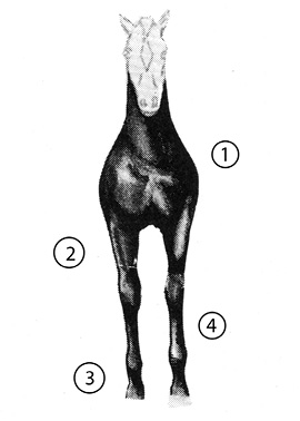 Front quarters of an "undesirable" horse. Important parts are numbered, and the list of parts is in text below.
