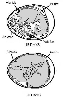 Chick embryo development at fifteen days.