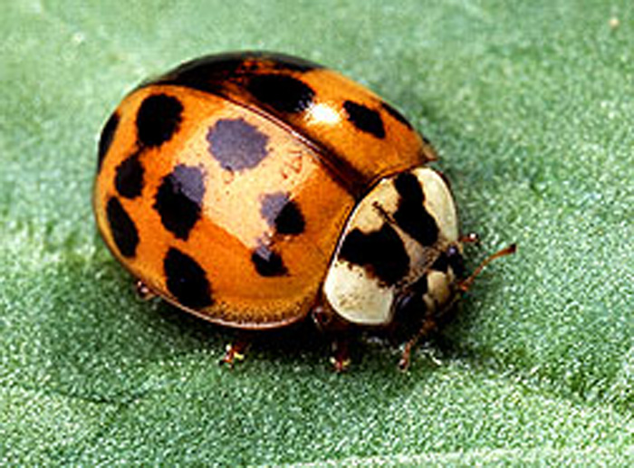 Ladybugs ready to come indoors  Mississippi State University Extension  Service