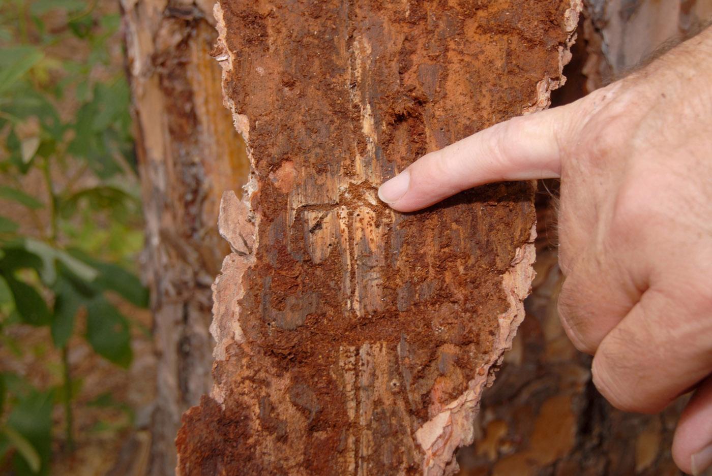 Pine bark beetles taking advantage of drought  Mississippi State  University Extension Service