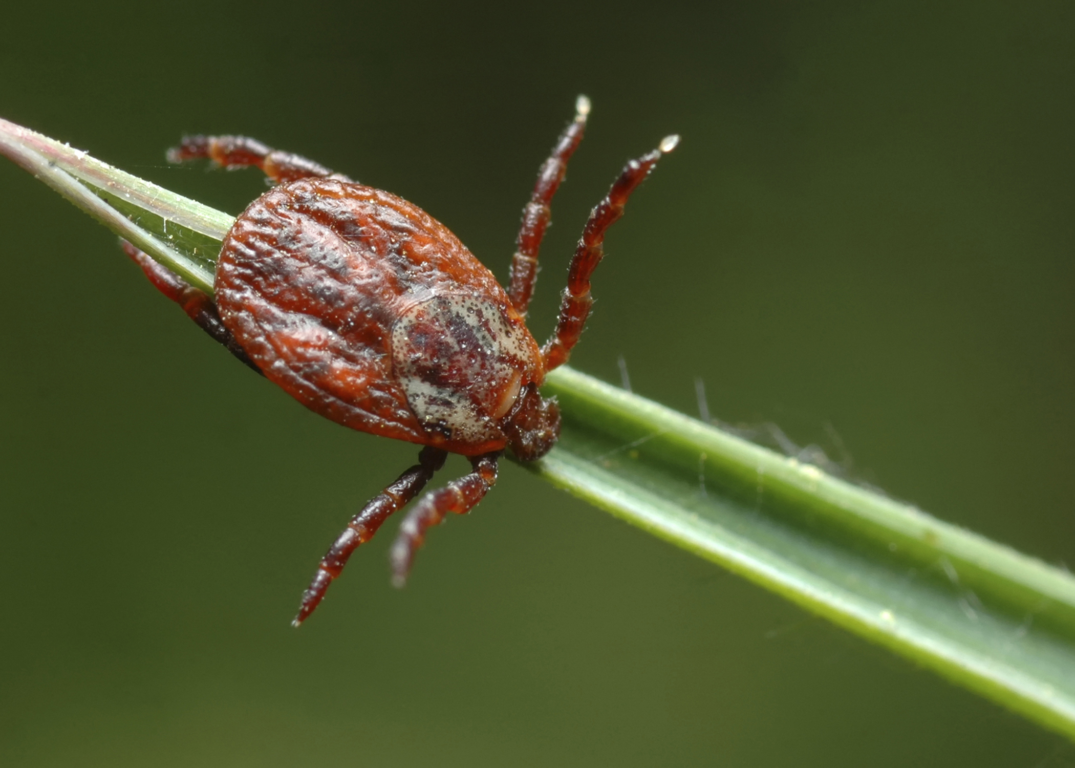 Ticks can cause paralysis in dogs, humans and birds | Mississippi State  University Extension Service
