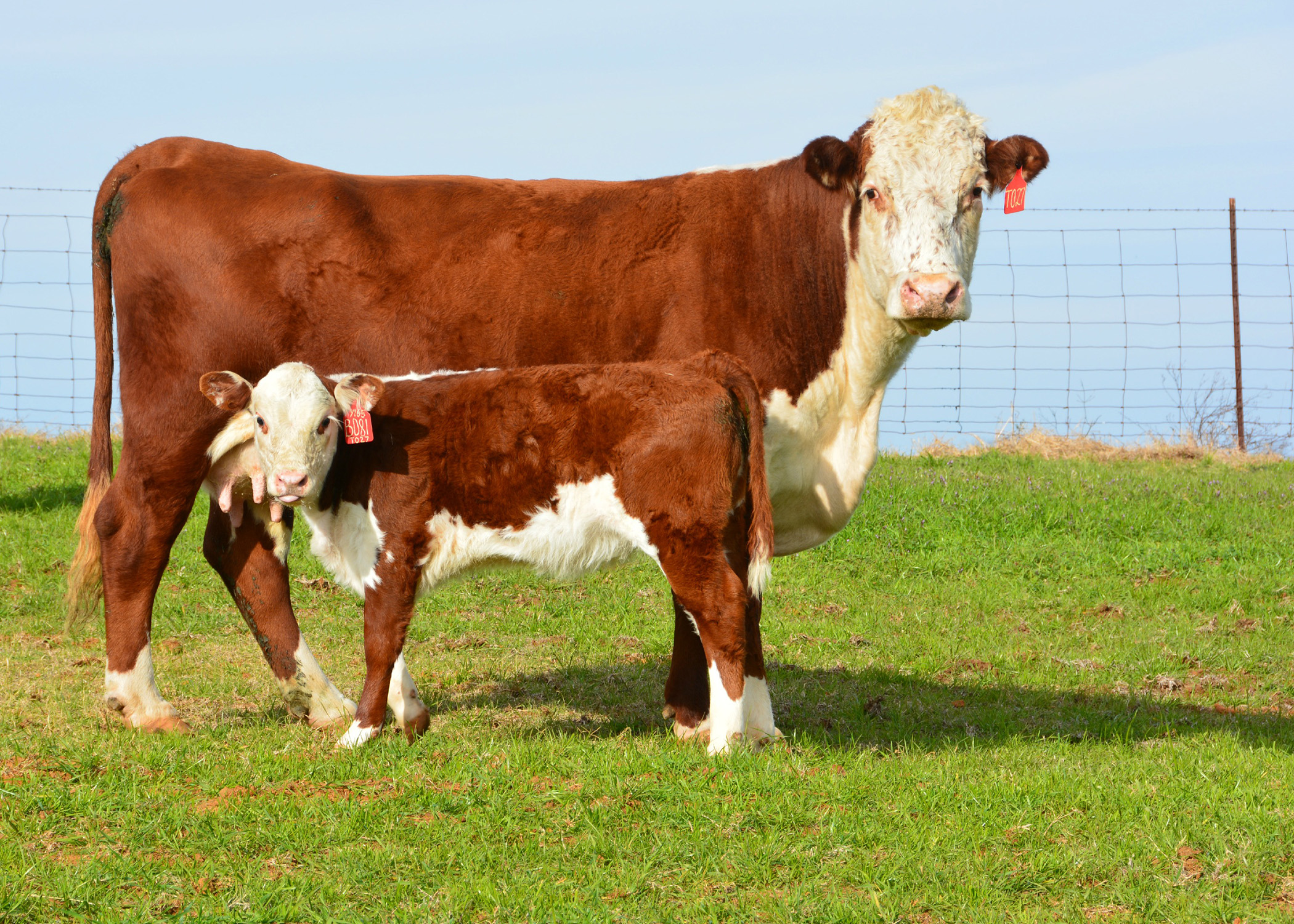 short-supplies-high-demand-boost-cattle-producer-profits-mississippi