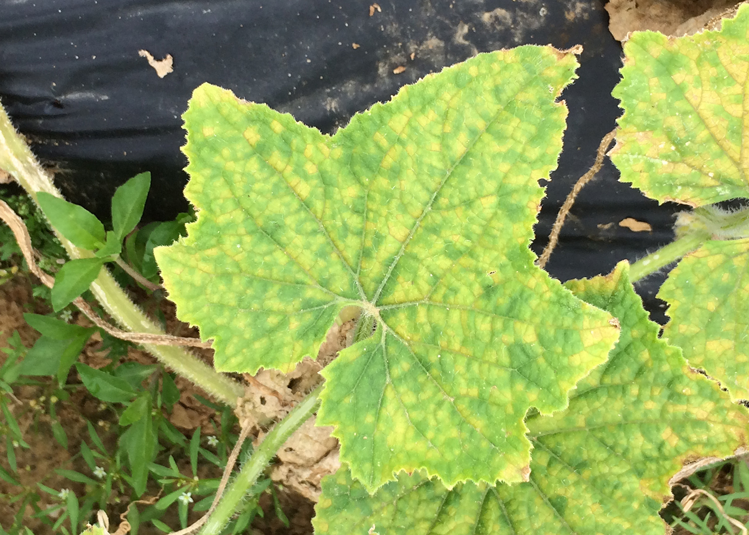 Cucurbit downy mildew appears on a cucumber vine leaf as yellow-green blemishes. 