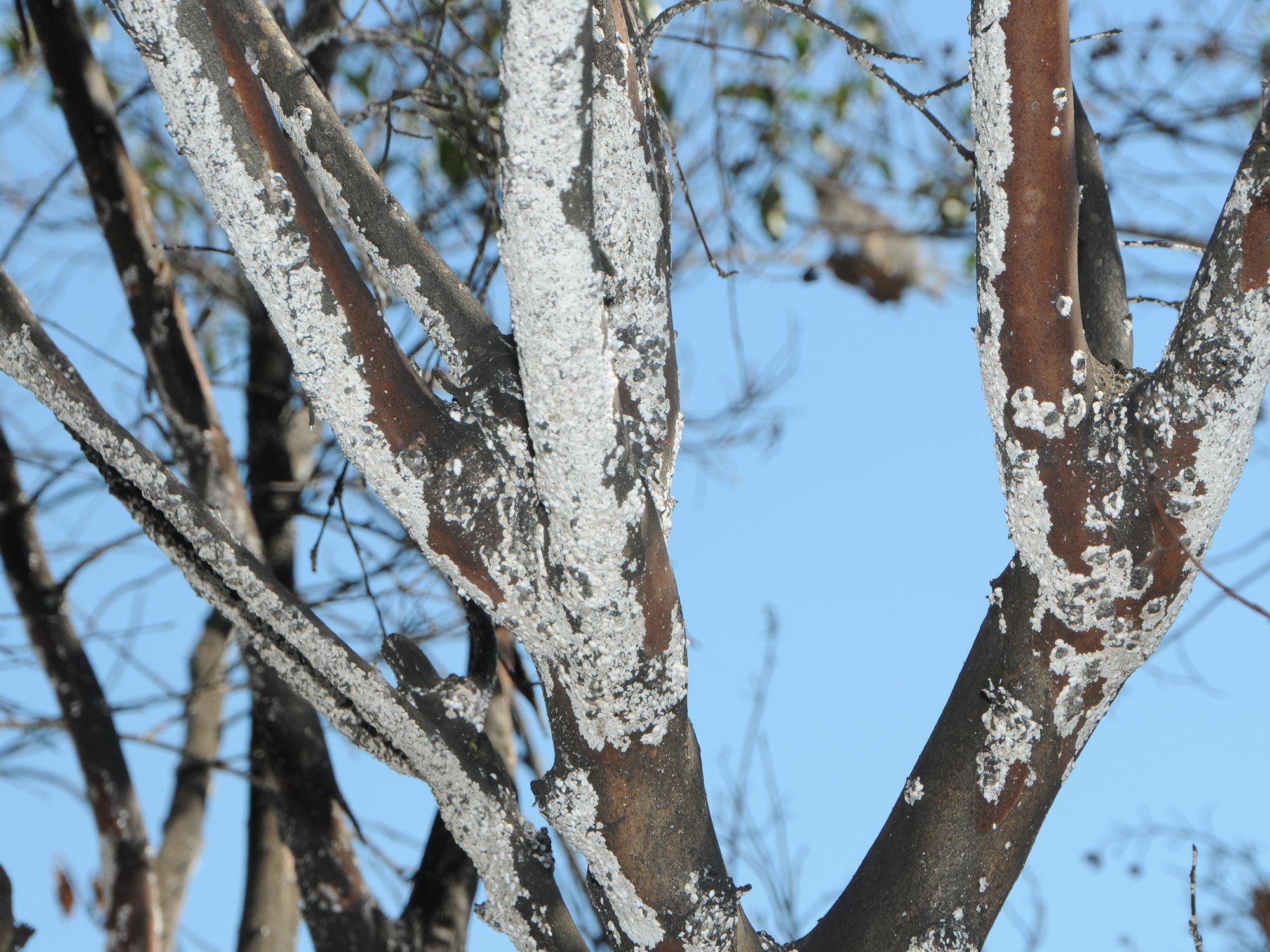 Large white patches appear on several branches of a crape myrtle tree.