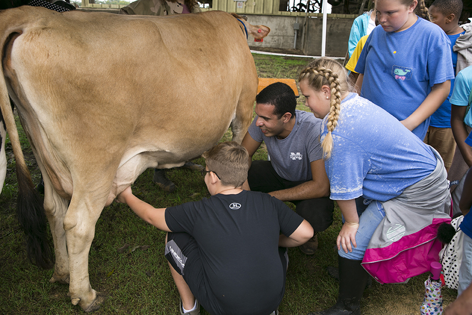 A middle-school age boy grasps the udder of a brown Jersey cow with his left hand as a male MSU student on the boy’s right coaches him on technique and two middle-school age girls look on.