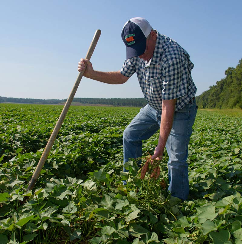 A man holding a gardening tool in one hand kneels over a crop while holding sweet potatoes in his other hand.