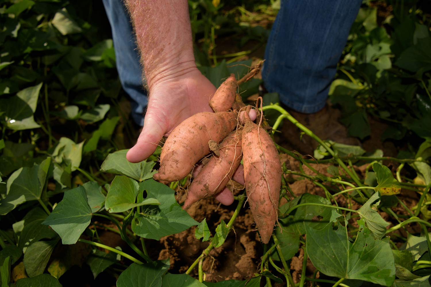 Close up of a hand holding sweet potatoes.