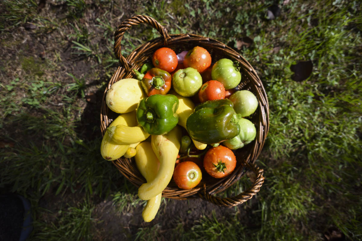 Overhead shot of a brown wicker basket holding an assortment of vegetables including tomatoes, bell peppers, and squash.