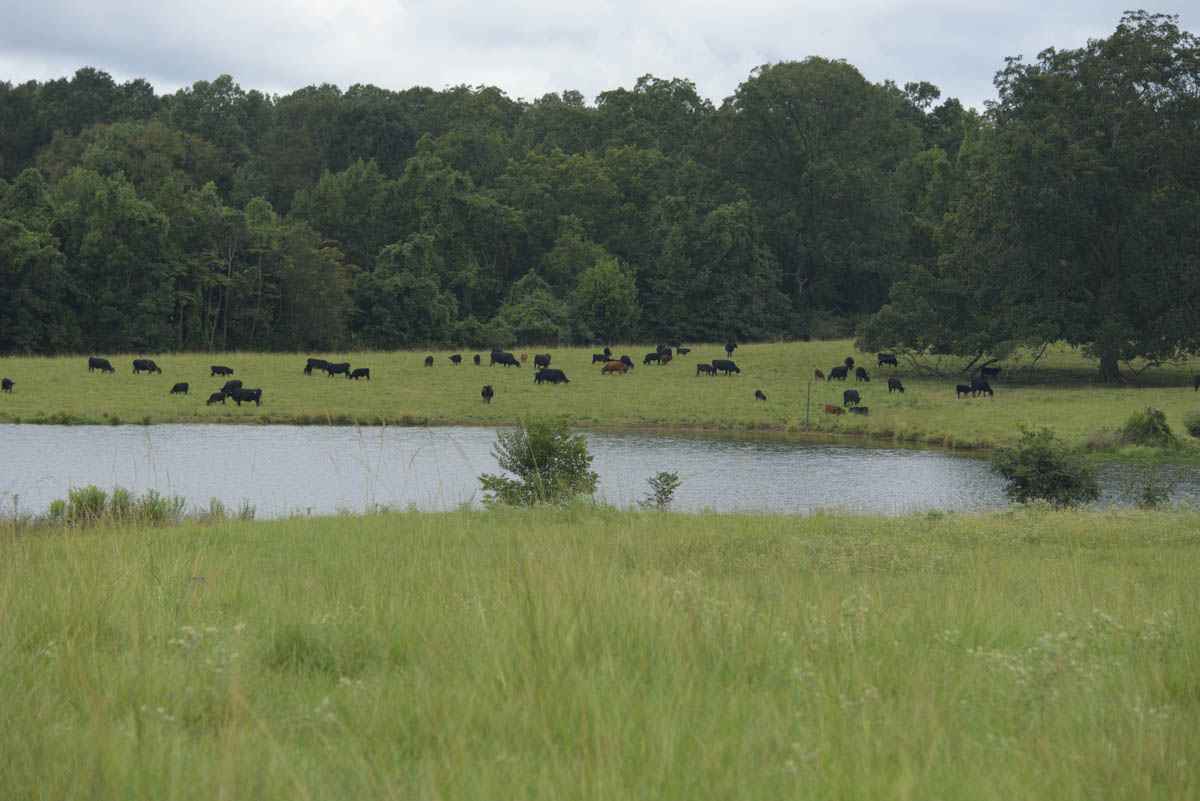Cattle grazing in a large green field behind a blue pond.