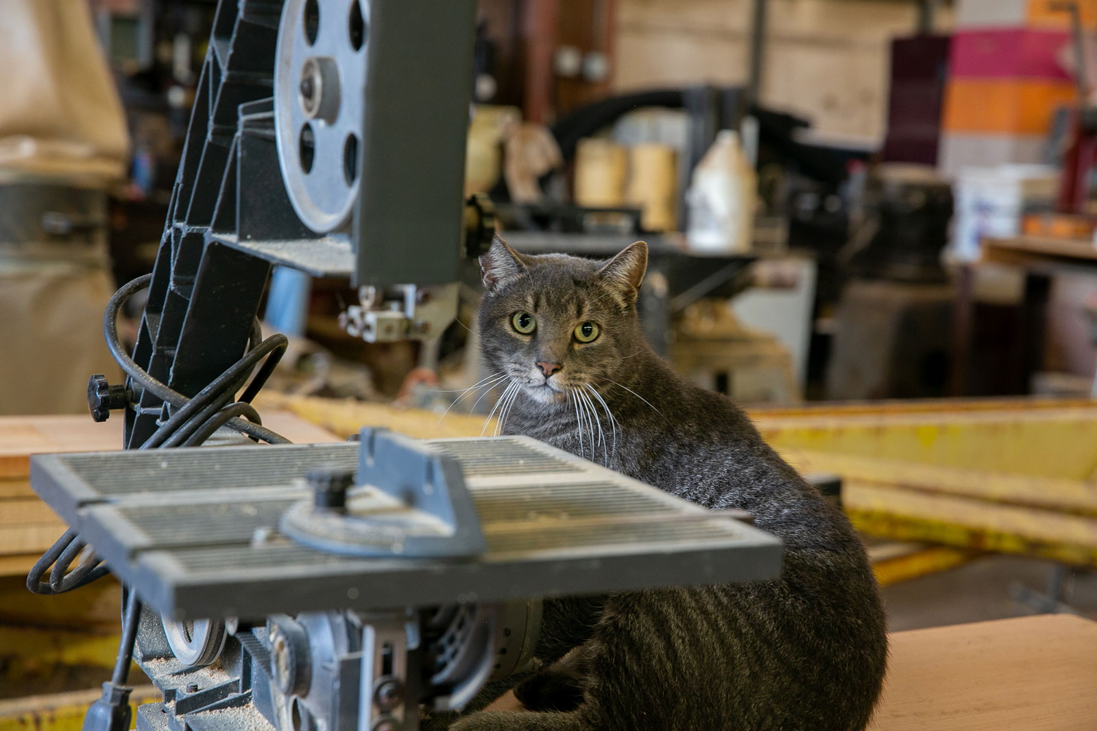 A cat sitting in a woodworking shop.