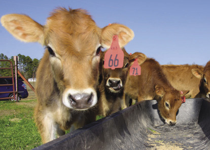 Cows at a feeding through.