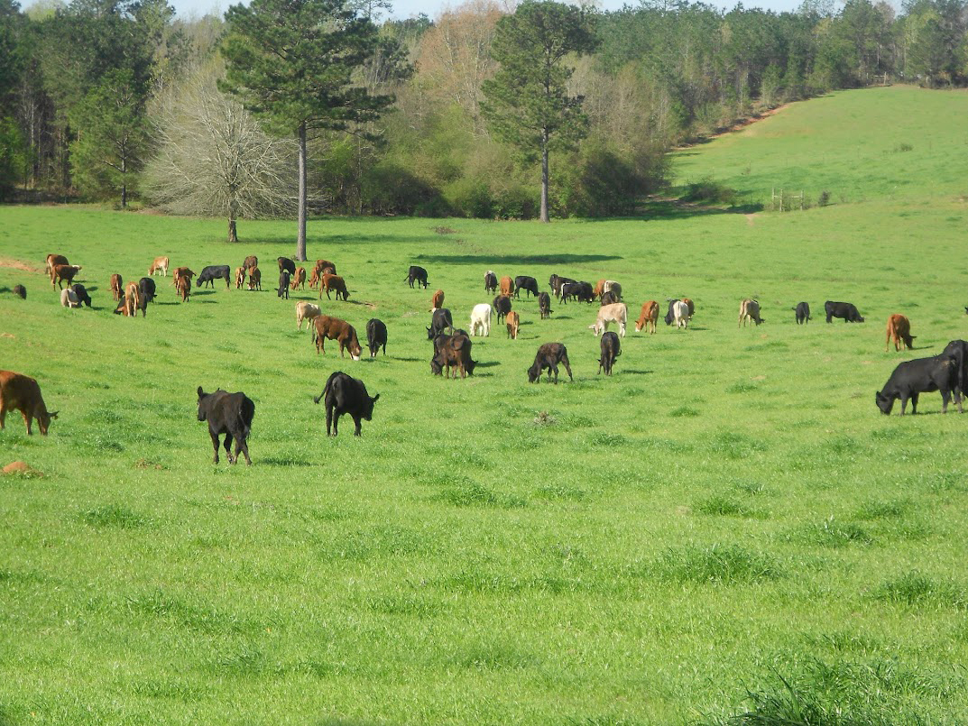 Different types of cattle, including Angus, Hereford, and Charolais, spread out across a field.