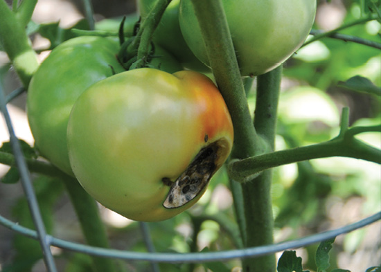 Tomato with Blossom End Rot