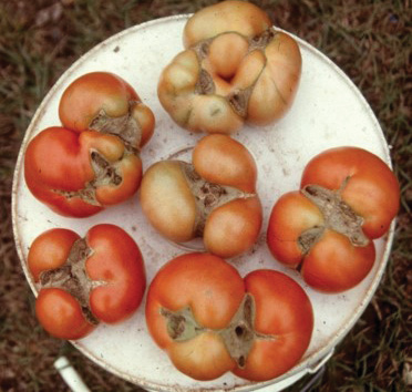 Tomatoes with Cat Facing