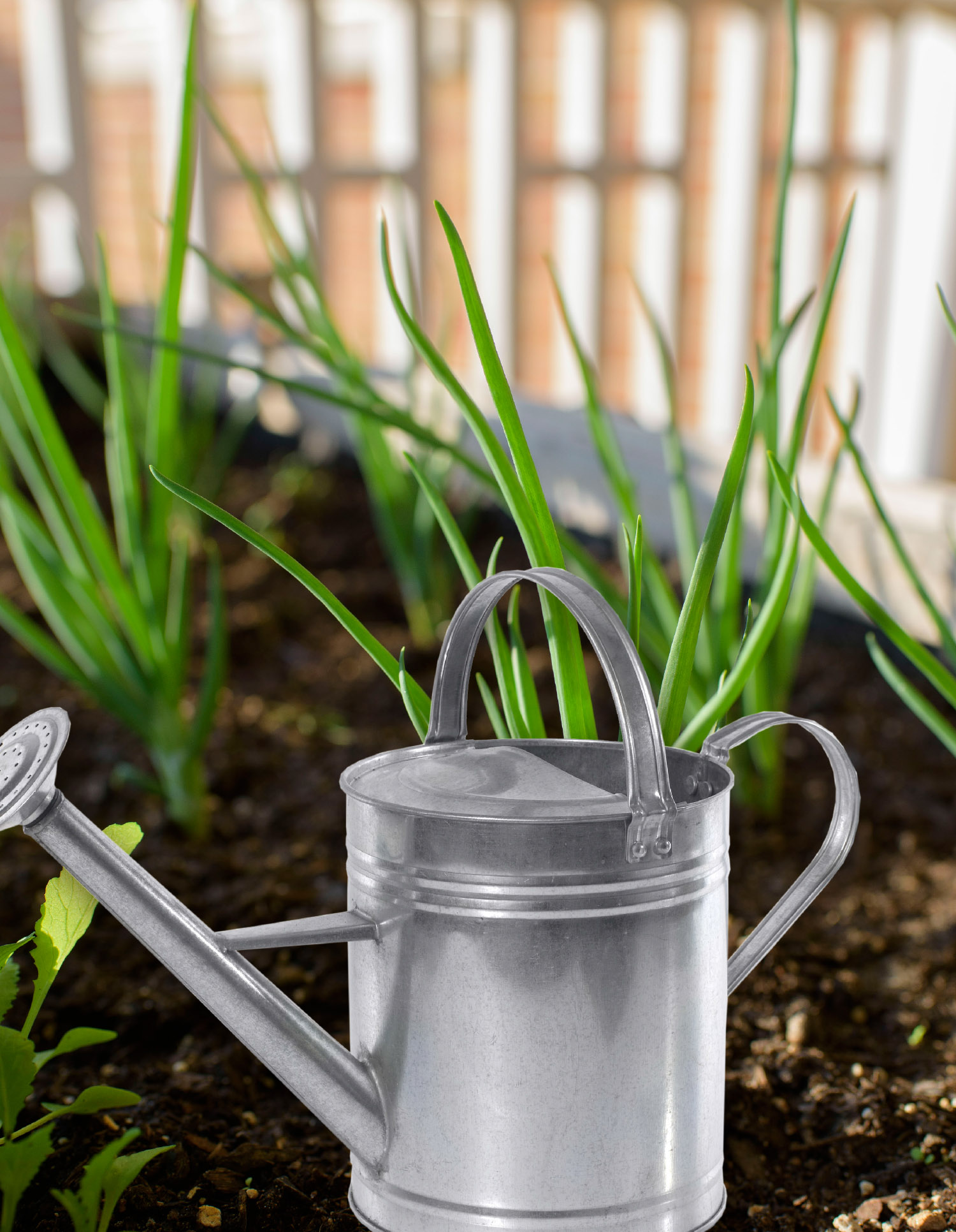 A metal watering can sits among green onions on a salad table.