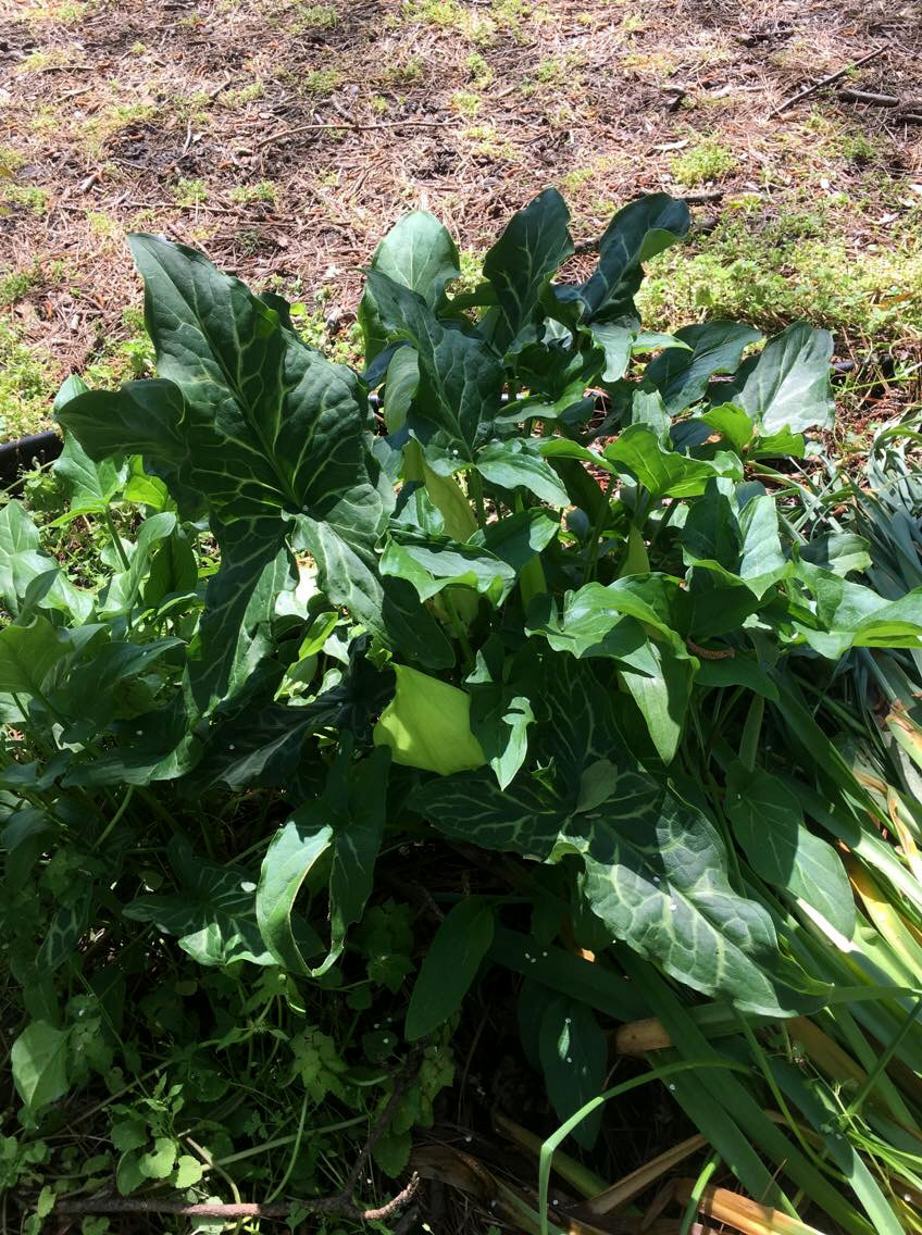 A large plant with variegated, triangular leaves.