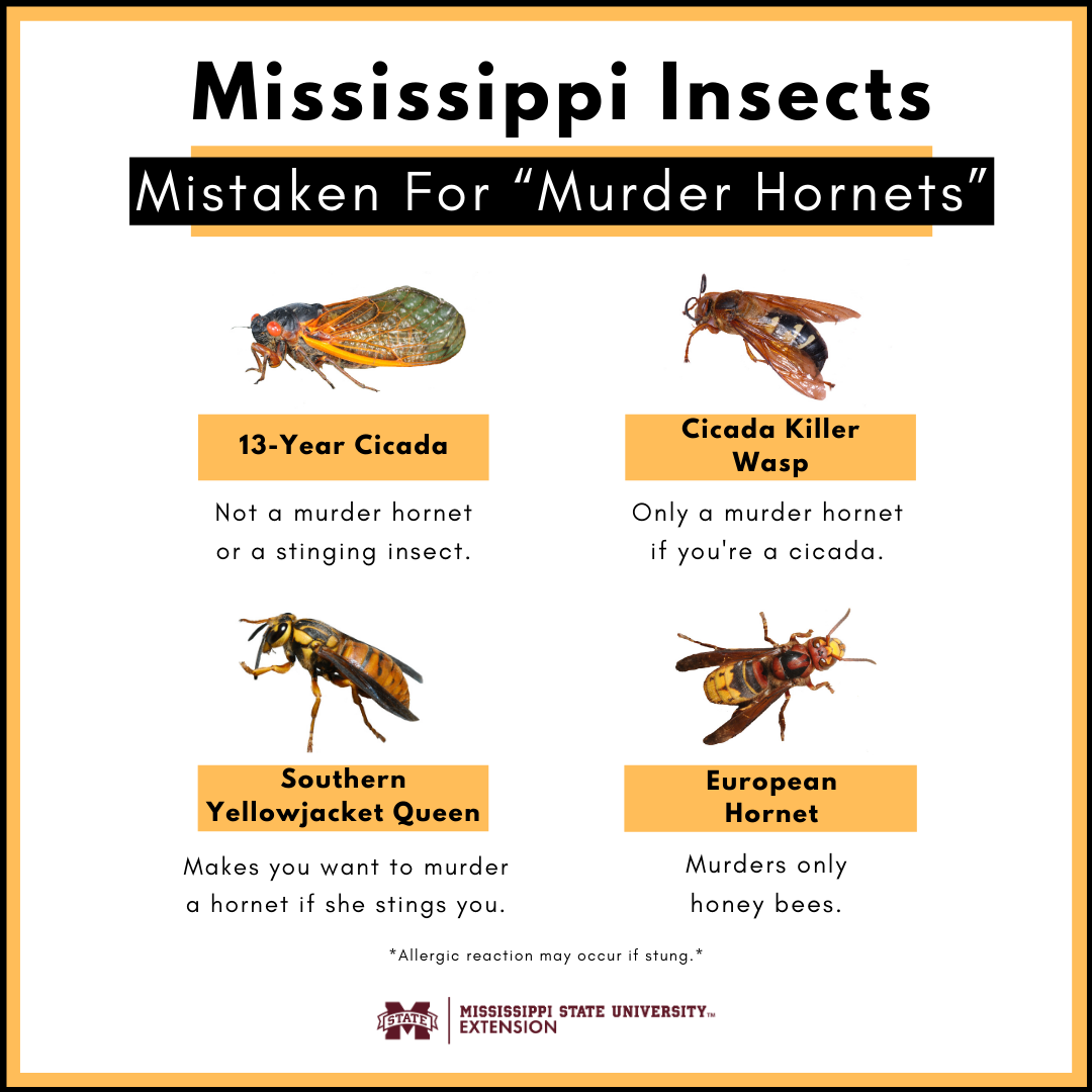 Mississippi Insects Mistaken for "Murder Hornets"  13-Year Cicada - Not a murder hornet or a stinging insect. Cicada Killer Wasp -  Only a murder hornet if you're a cicada.  Southern Yellowjacket queen - Makes you want to murder a hornet if she stings you. European Hornet - murders only honeybees. 