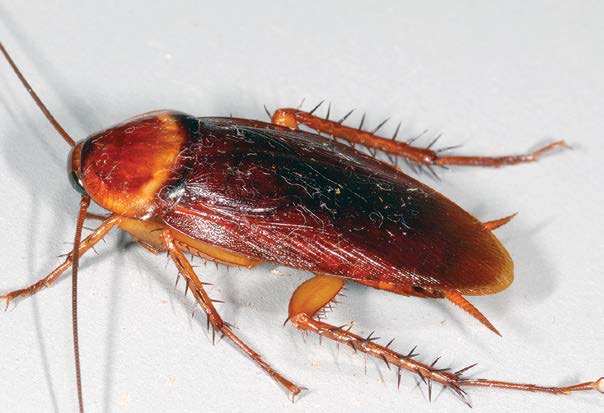 Best German cockroach Killer Gel in India
