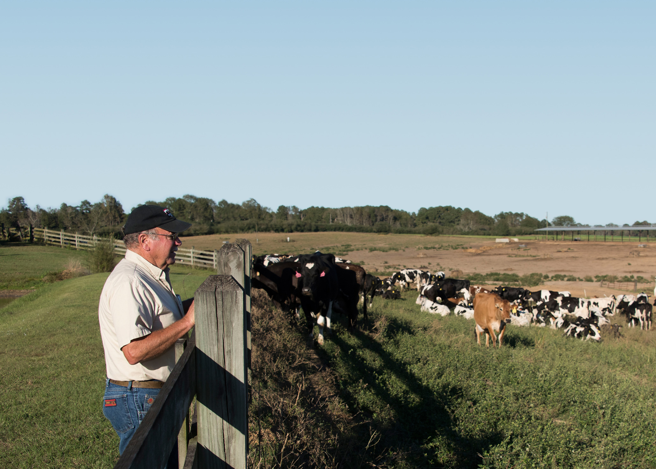 A man leaning on a wooden fence while gazing at a pasture filled with dairy cattle.