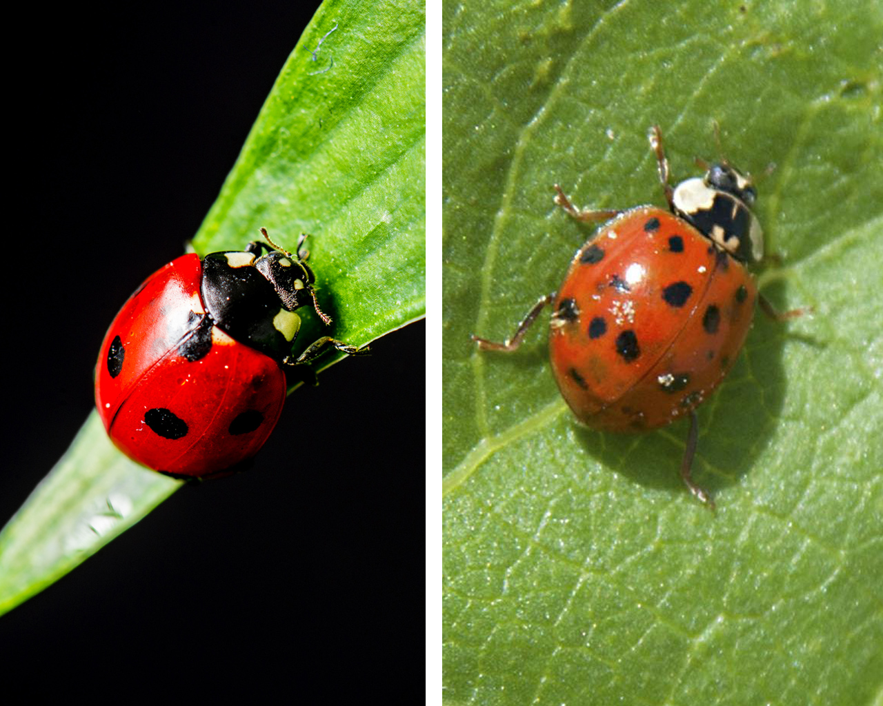 Close-up photos showing a side-by-side comparison of a red ladybug with black spots on a green leaf and an orange Asian lady beetle on a green leaf. (Photos by Canstock and MSU Extension Service)