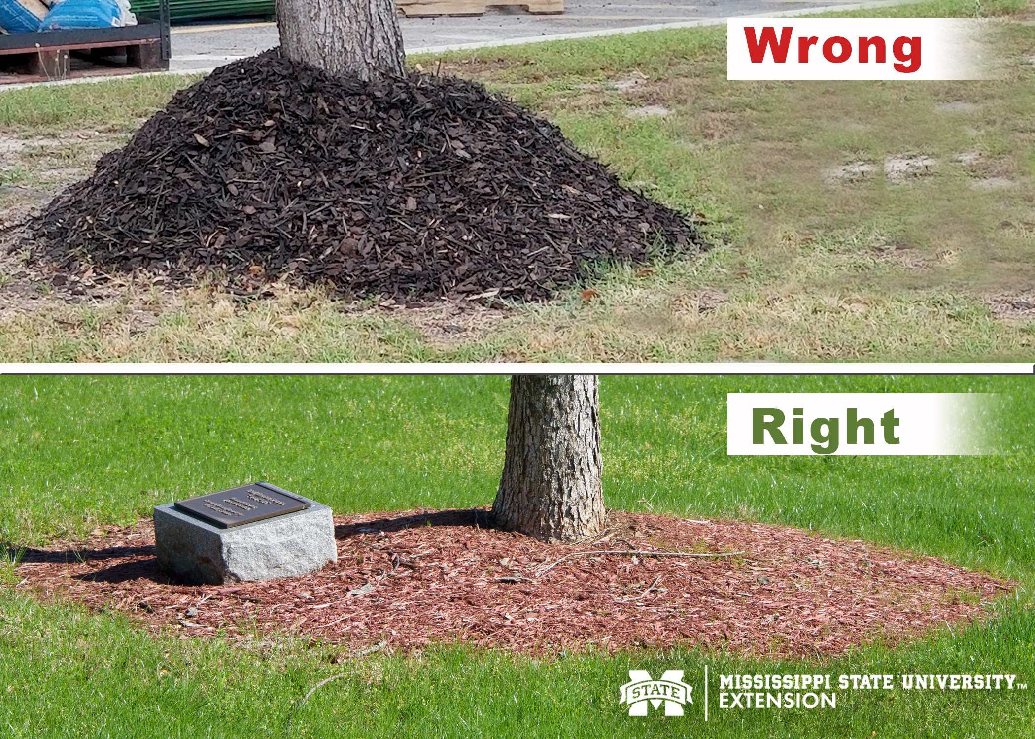 Side by side photos showing the right and wrong ways to mulch around a tree trunk. (Photos by Kevin Hudson and Gary Bachman)