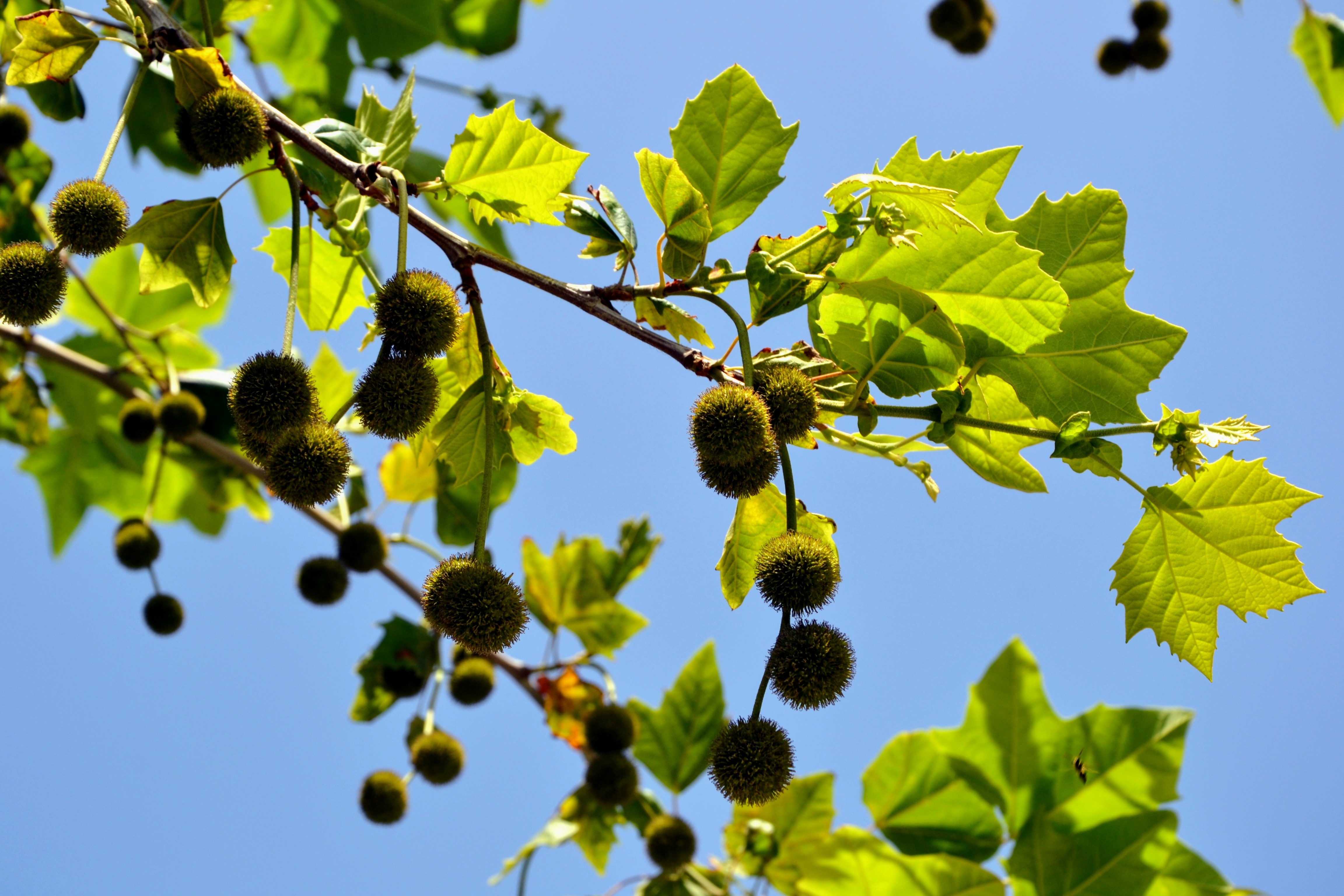 Sycamore leaves and fruit