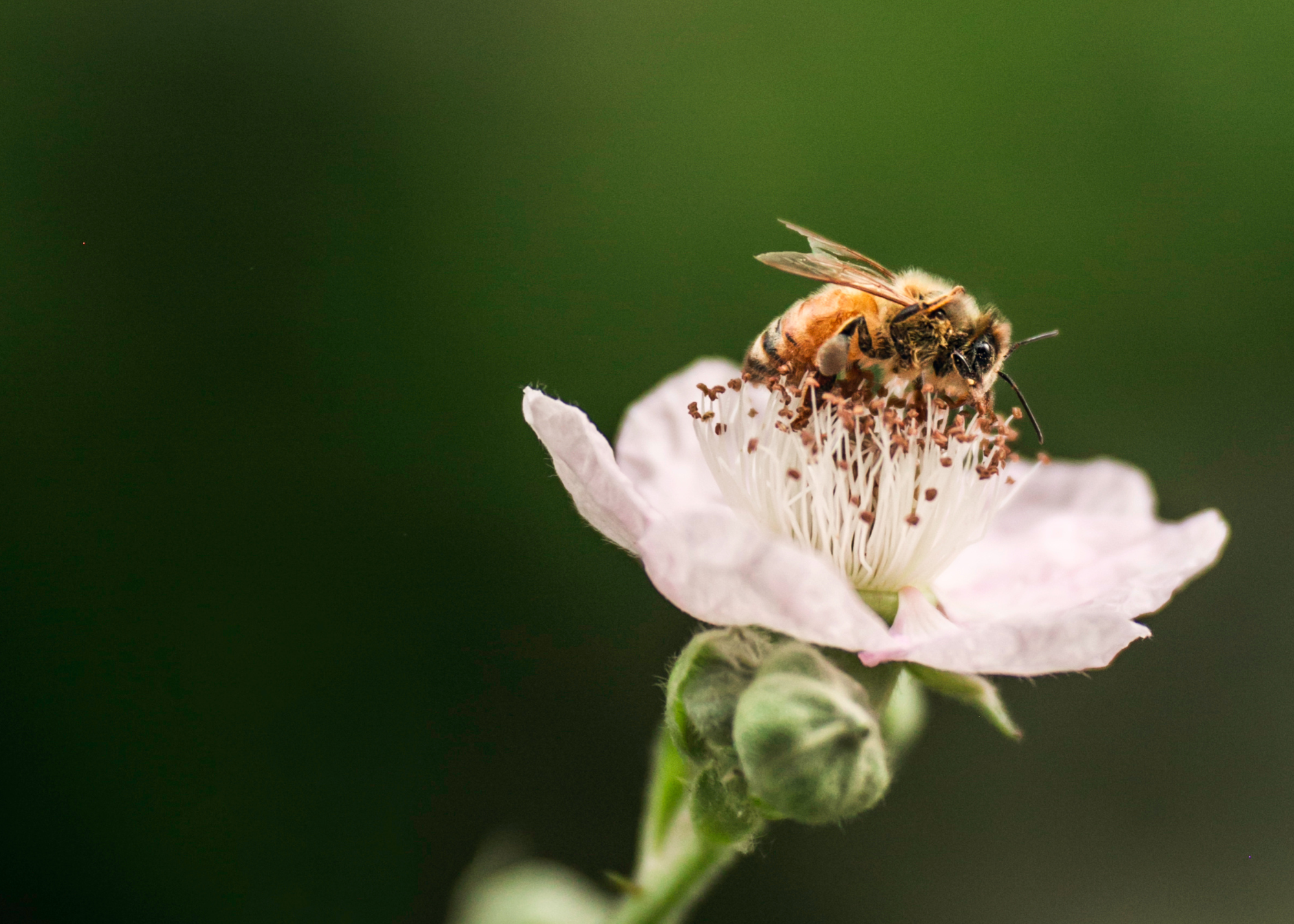 A bee sits on a flower