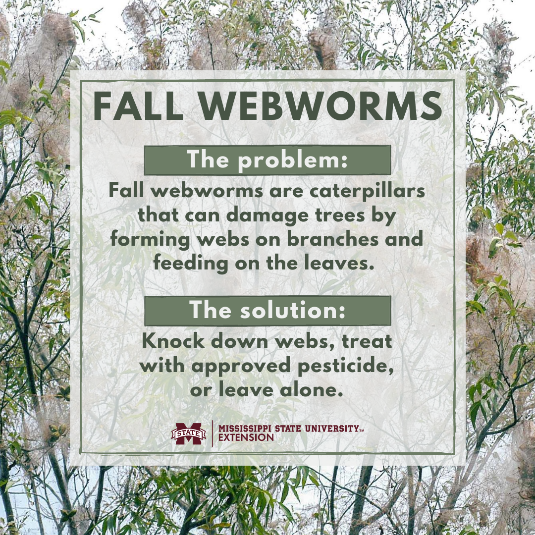 Fall Webworms