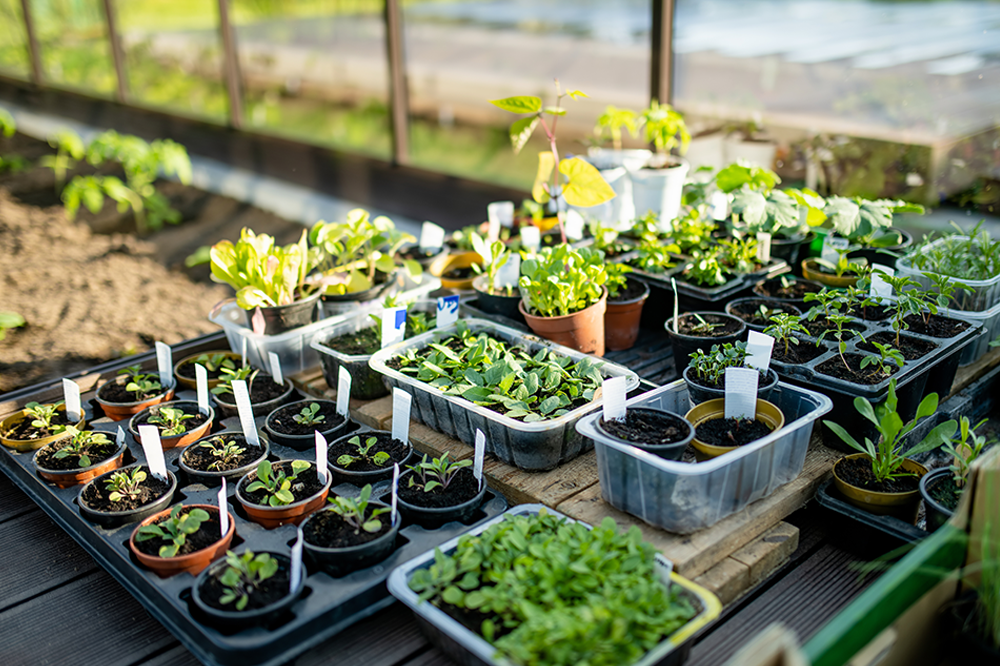 Garden plants in various containers on a wooden table