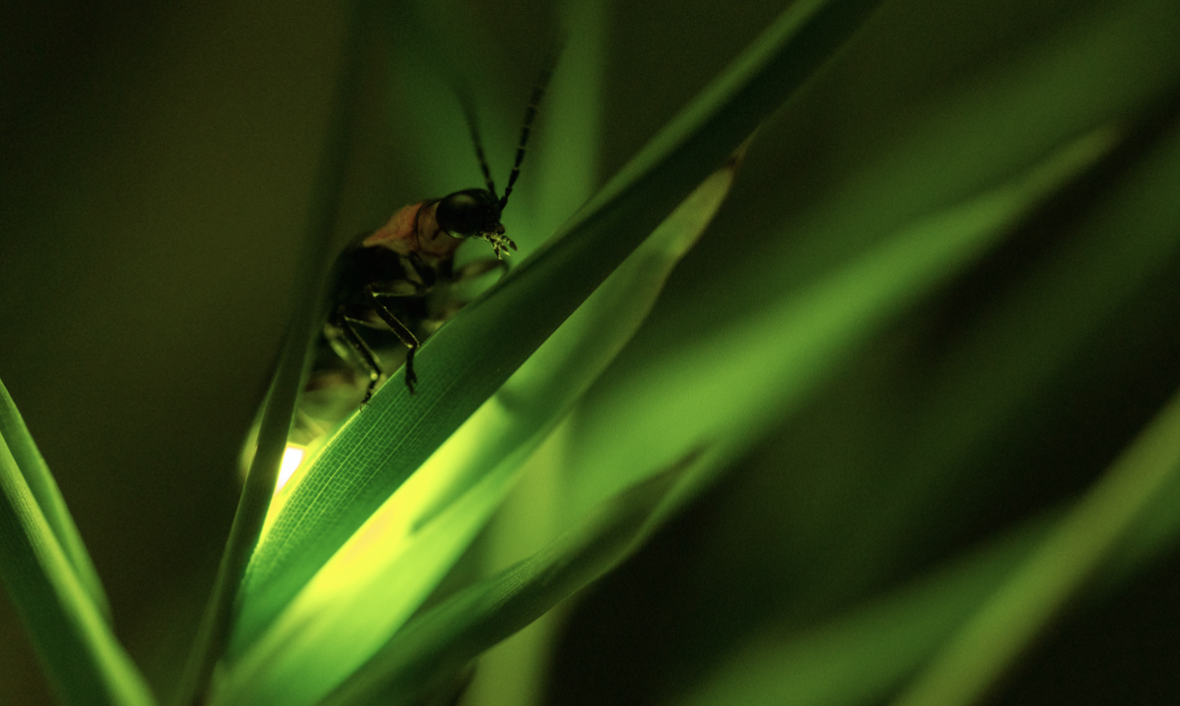 Firefly lighting up.