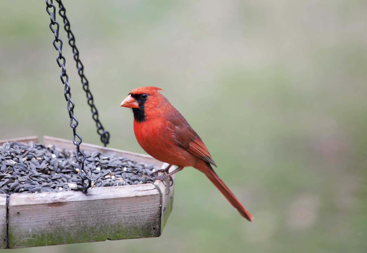 A redbird sits on a platform bird feeder full of black oil sunflower seeds.