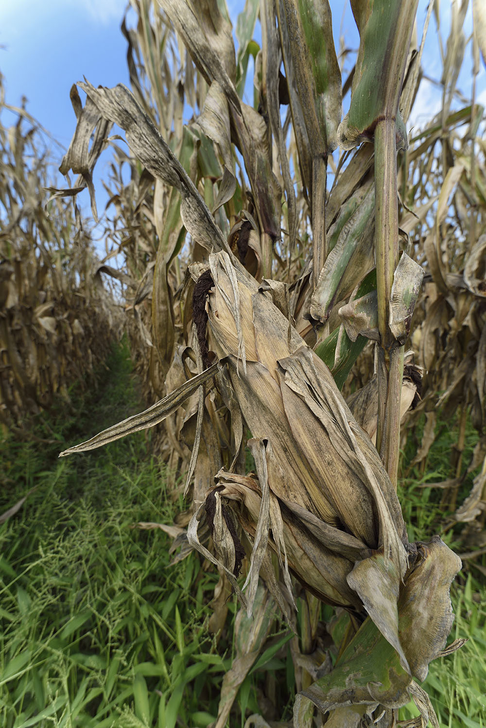 When should sweet corn be harvested?