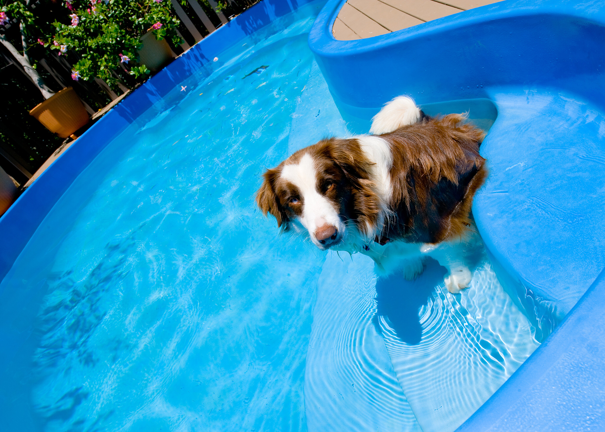 A dog sits in a swimming pool