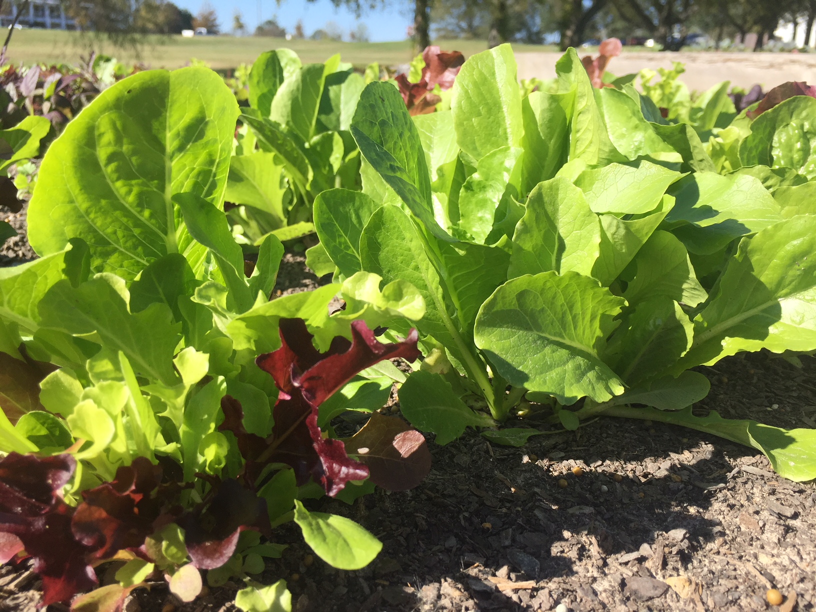 Several varieties of lettuces grow in a raised bed.  
