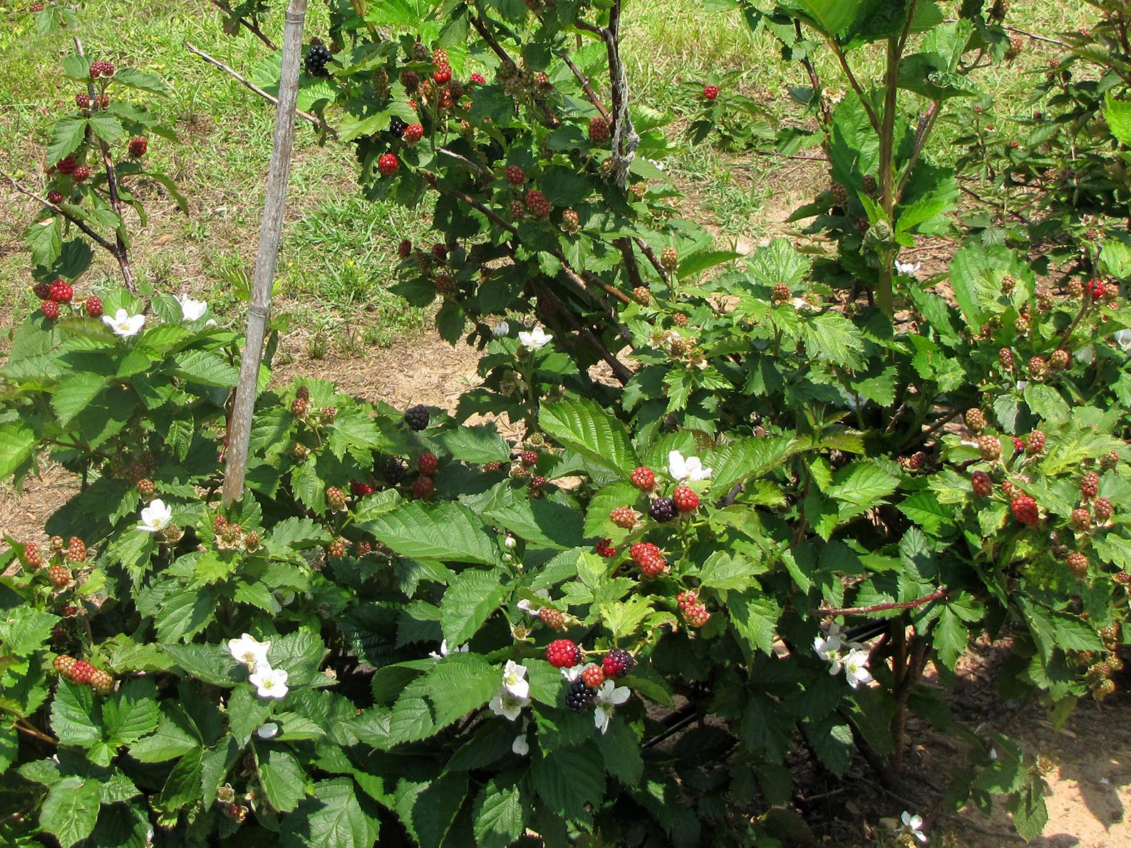 Blackberries growing.