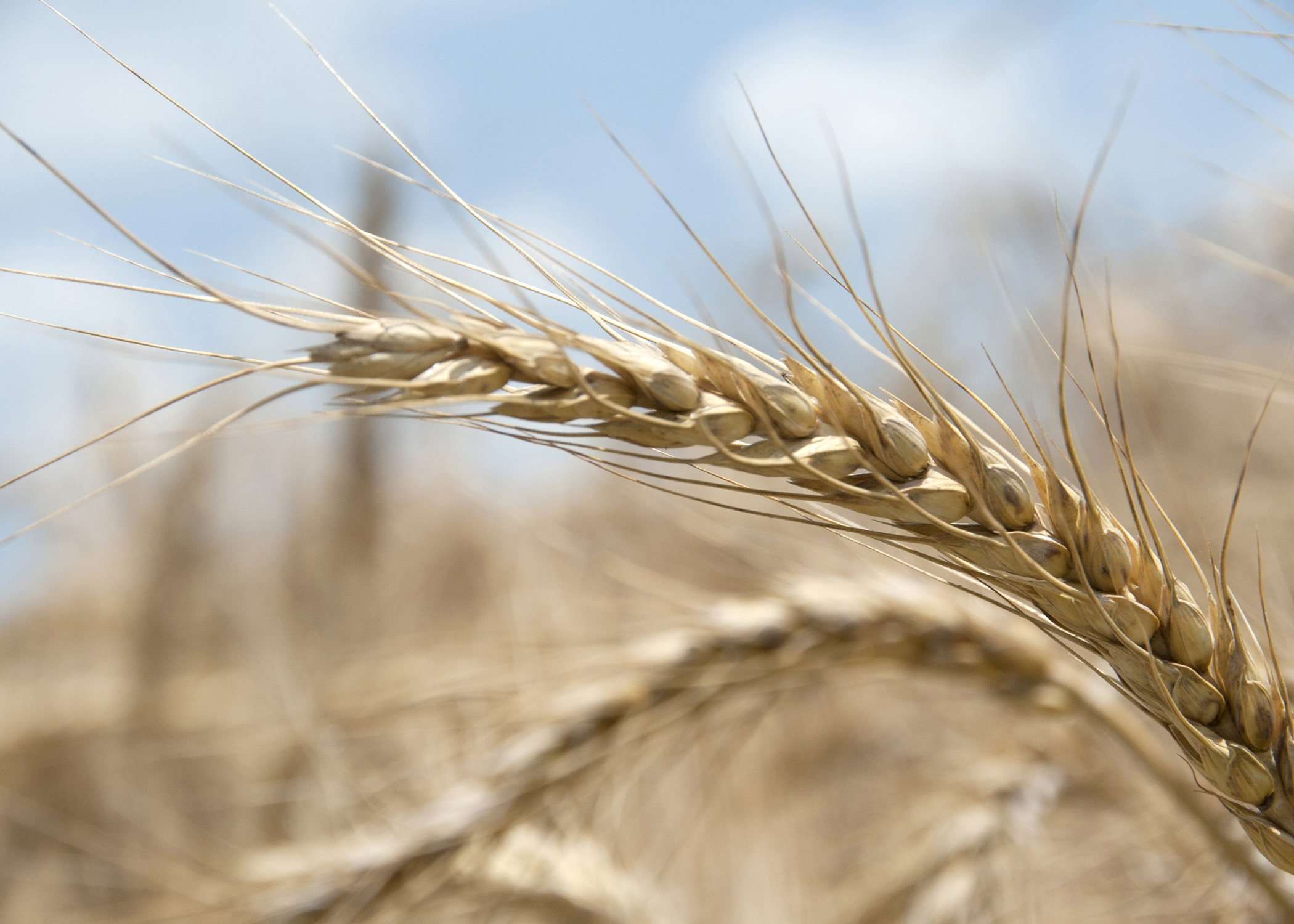 winter-wheat-planting-is-on-track-across-state-mississippi-state