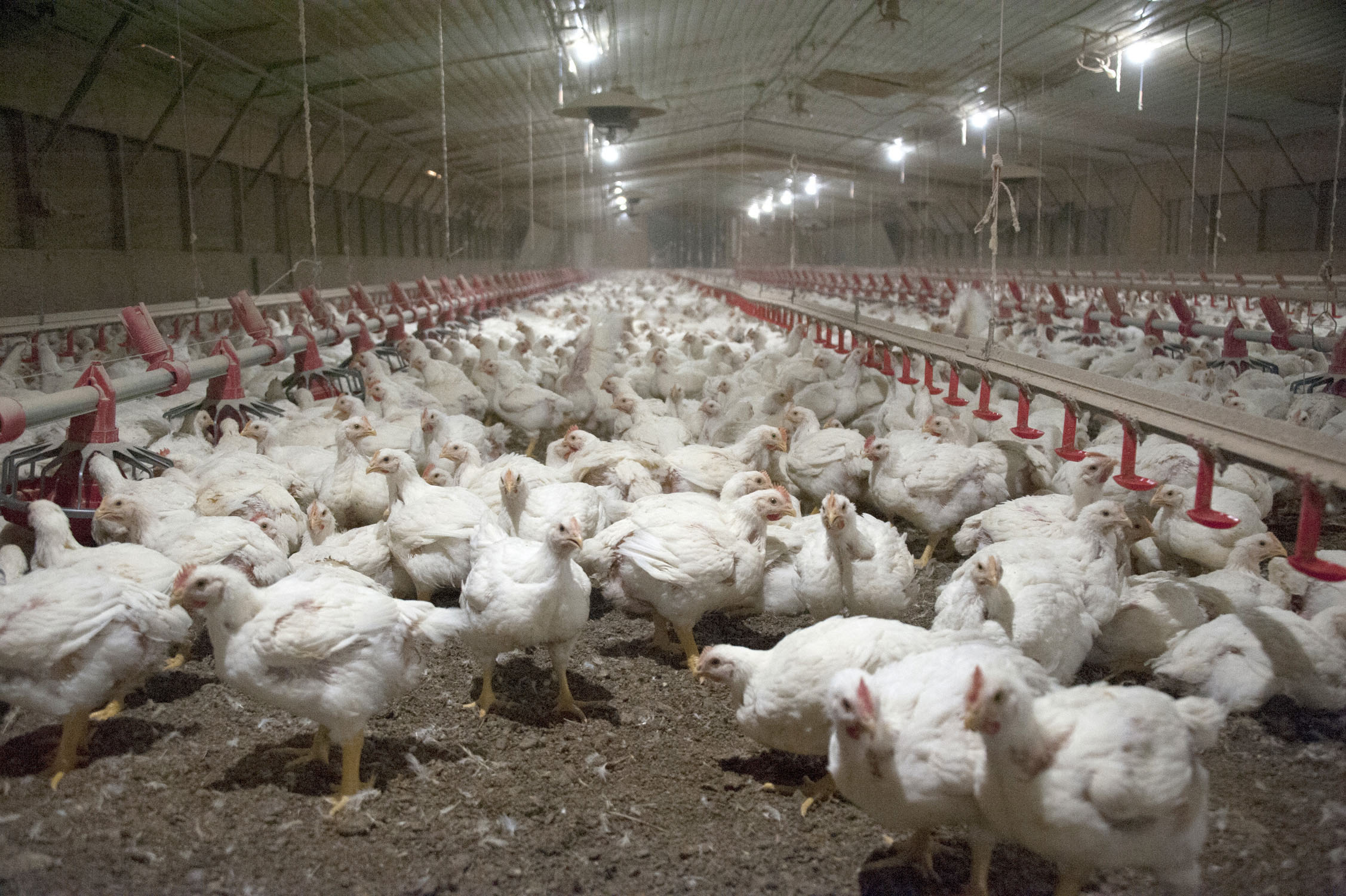 Is Sanderson Farms chicken organic?