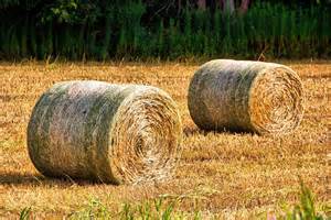 Bales of hay in field.