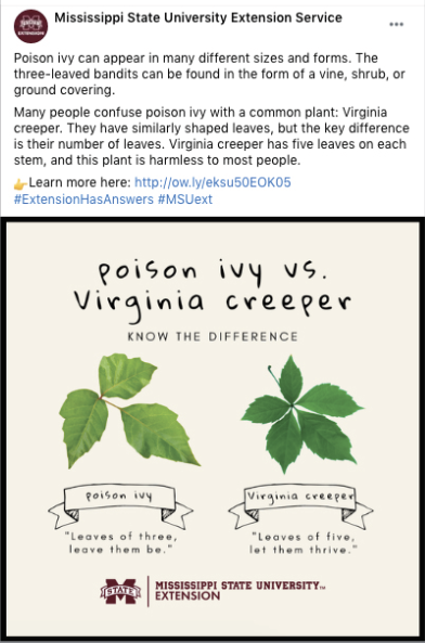 A Facebook post showing the difference between poison ivy and Virginia creeper.